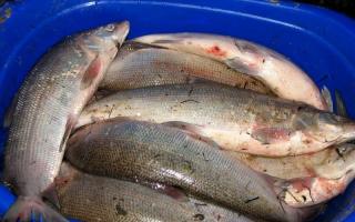 Рыба сибирских рек весом до 50 кг